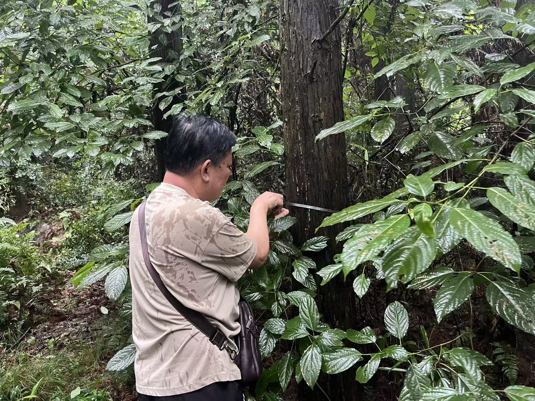 池州林业评估
